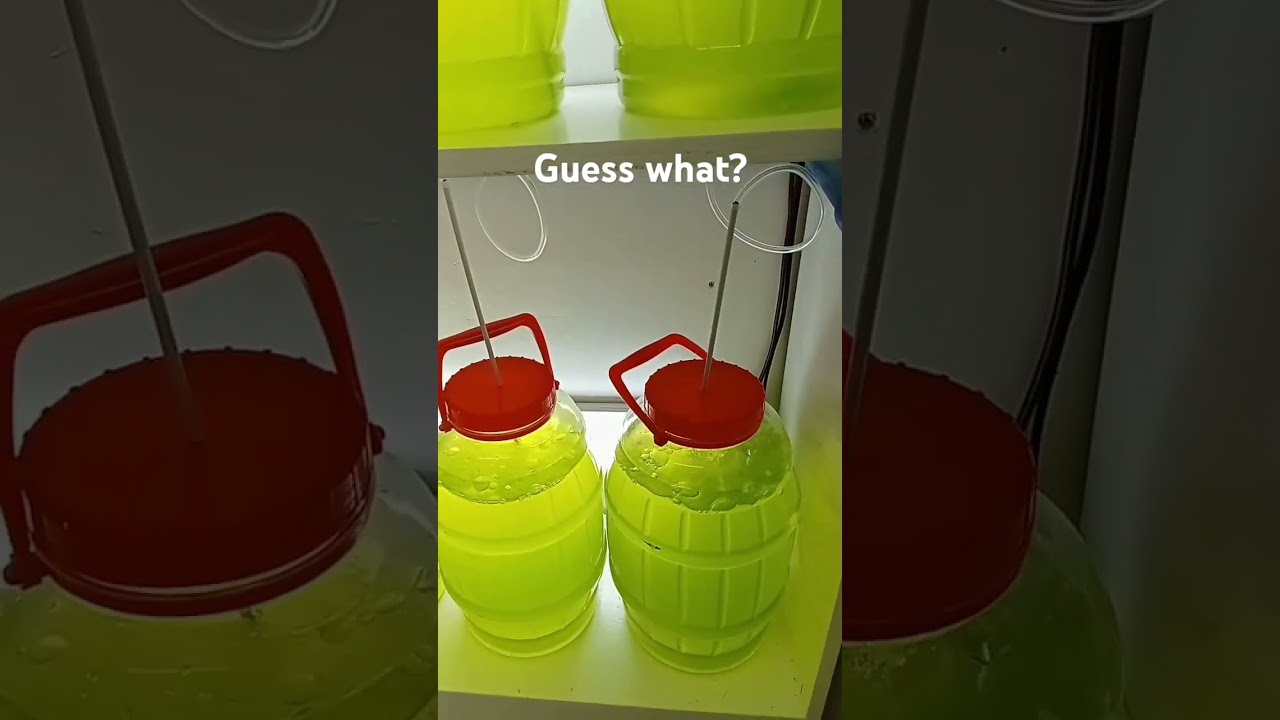 Green algae