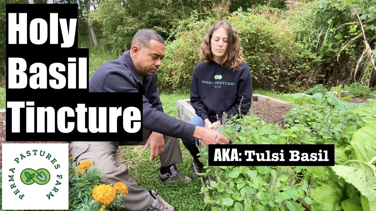 Holy Basil (Tulsi): How We Tincture It