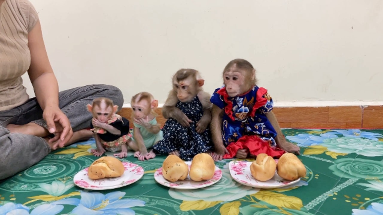 [Poor Dinner] Mom Prepare Only Baby Bread For Four Baby Monkeys