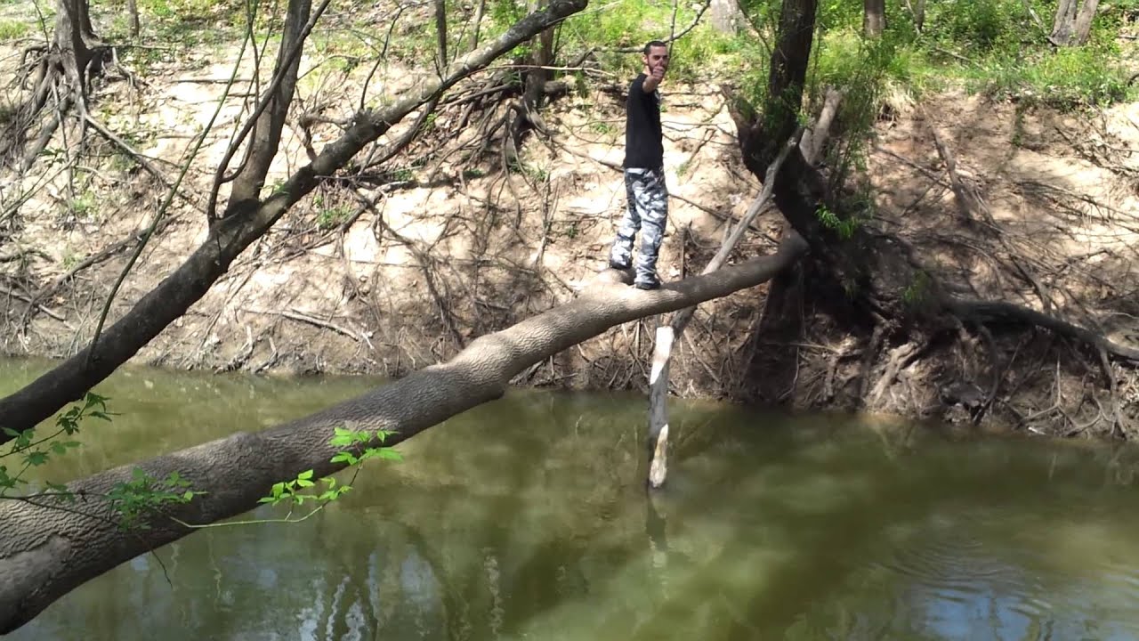 Fallen tree 