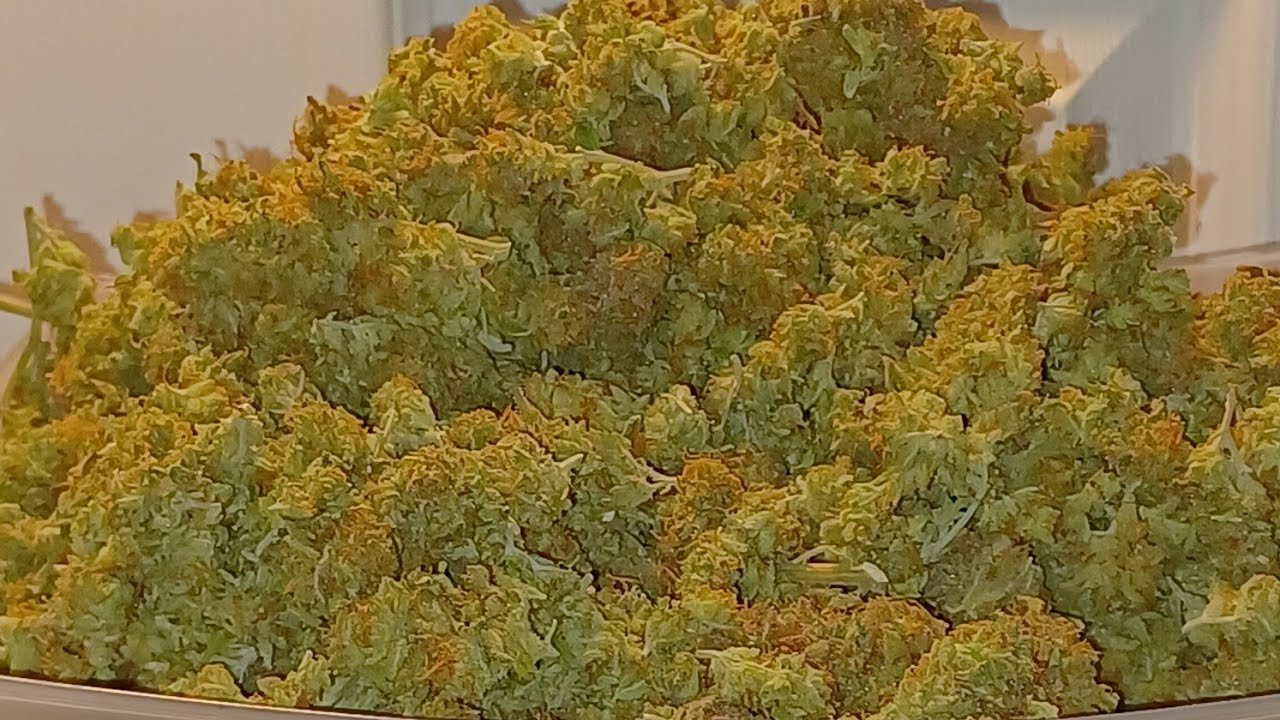 PEV feminized Runtz final weight 1 plant medical cannabis grow