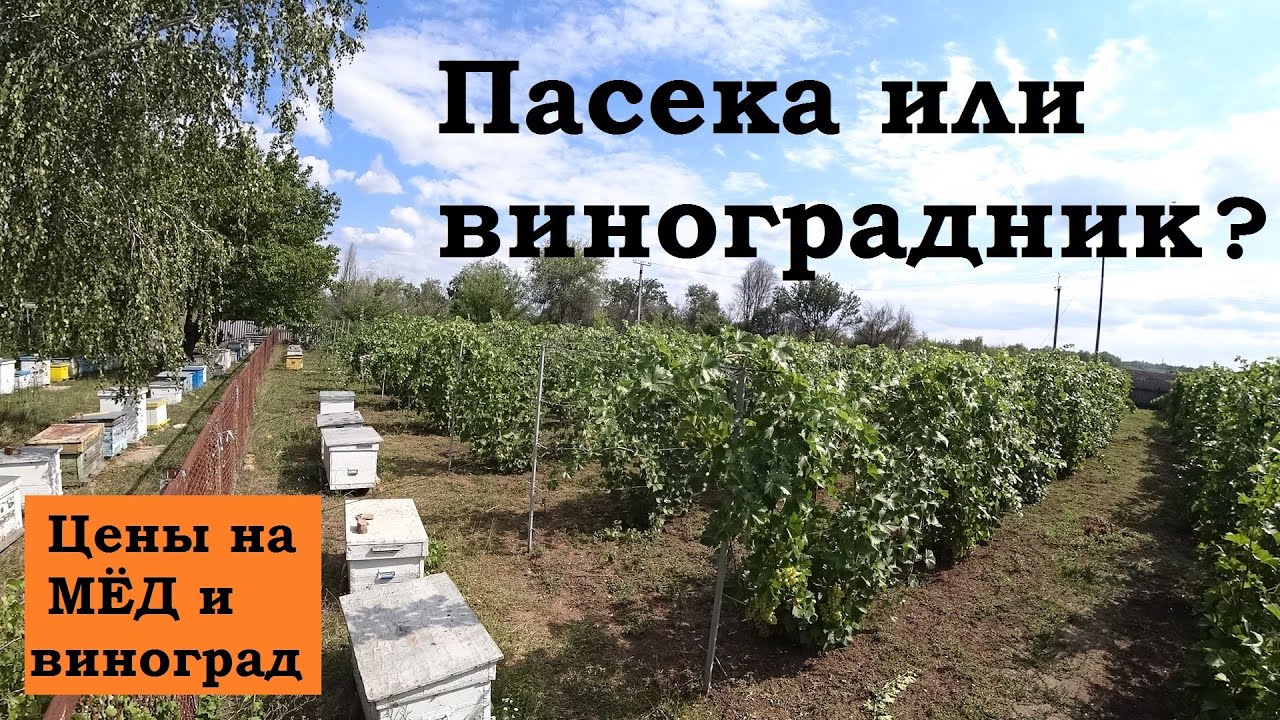 Что выгоднее: Пасека или виноградник ? Взгляд изнутри