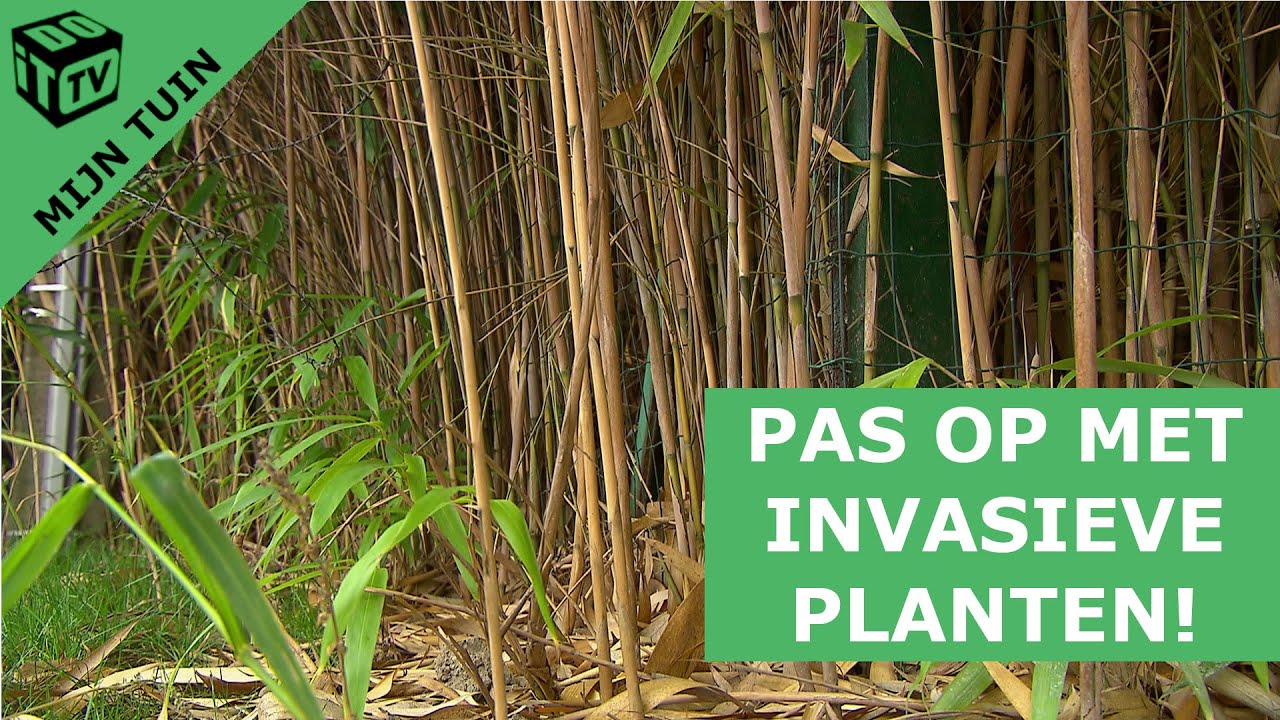 Laat invasieve planten je tuin niet overwoekeren! | Mijn tuin