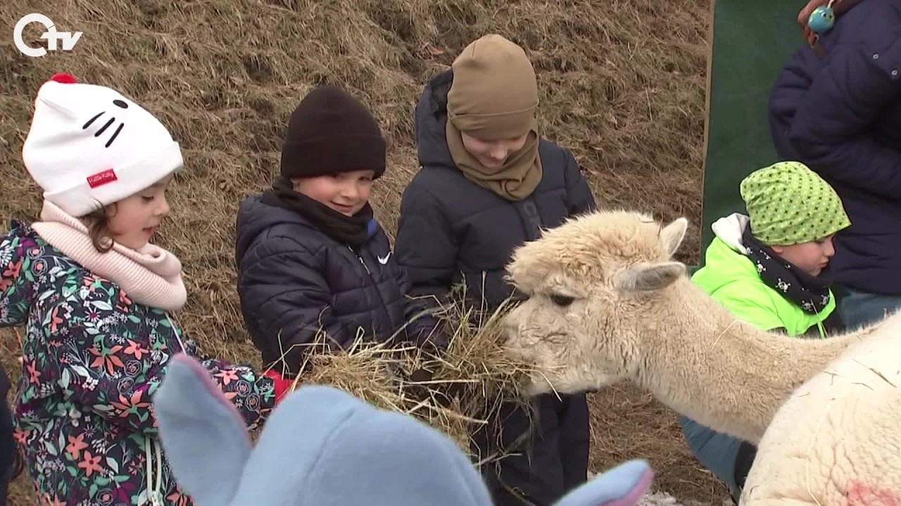 Alpakas in Eschenbach: Flauschiger Besuch bei Tierische Oberpfalz