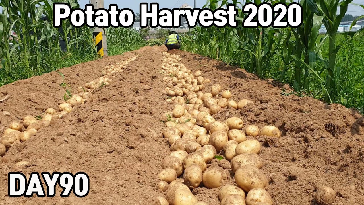 Урожай картофеля 2020