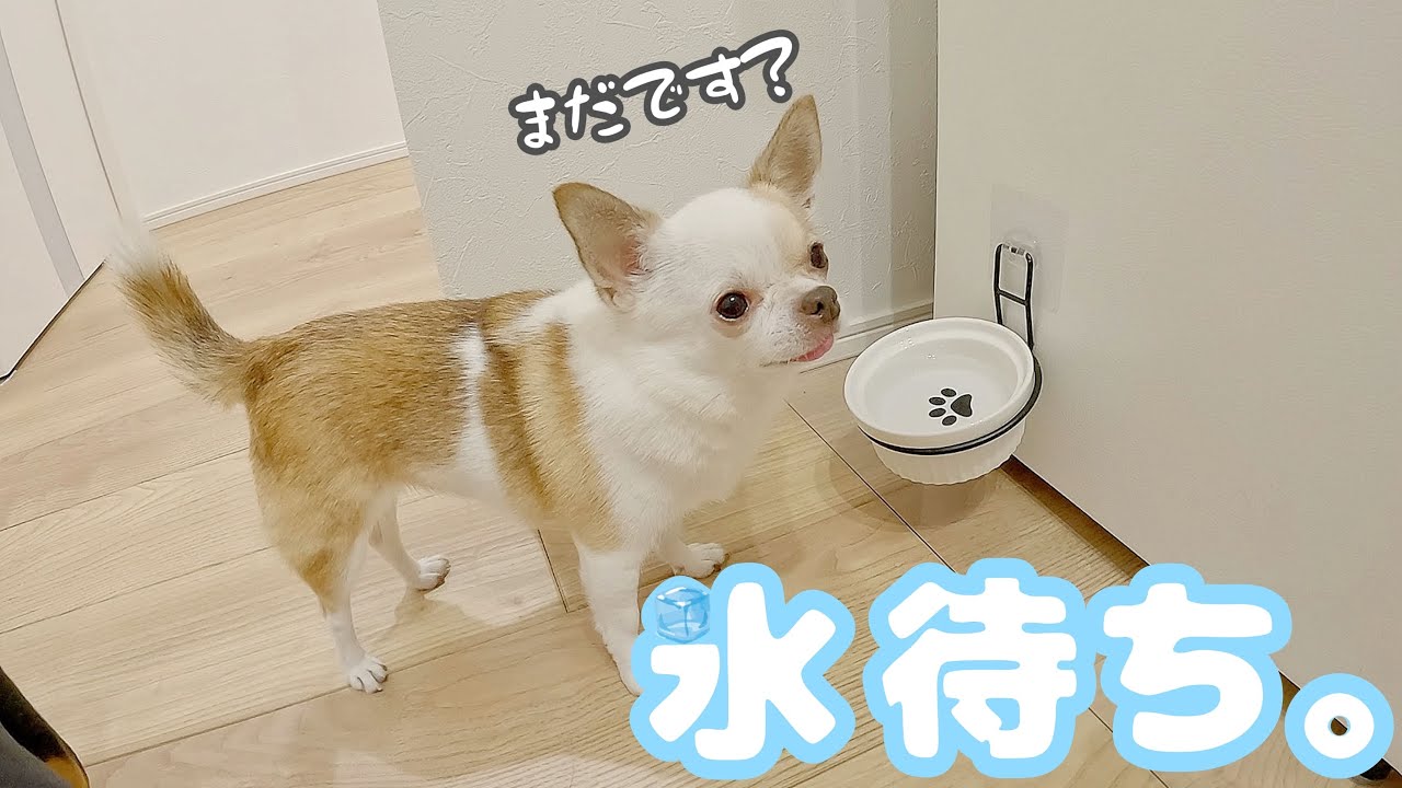 おやつが氷でもなぜか幸せそうなチワワ