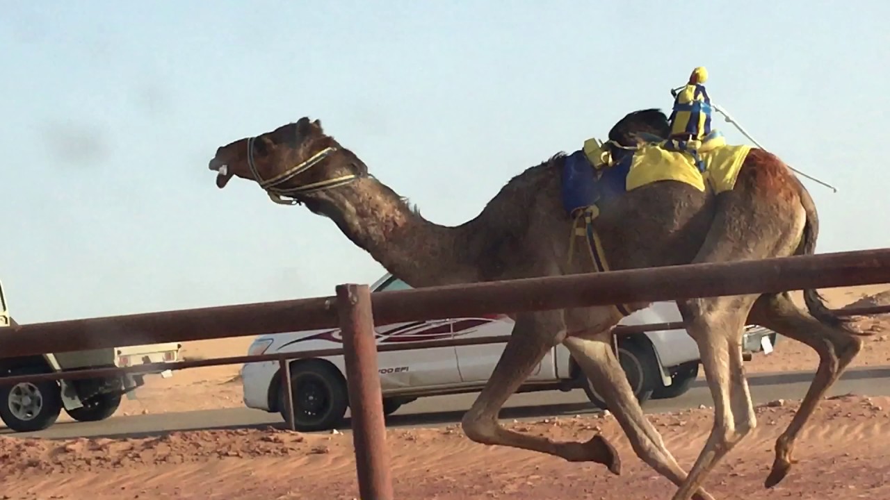 النايفه/ صحن نايف الشمري