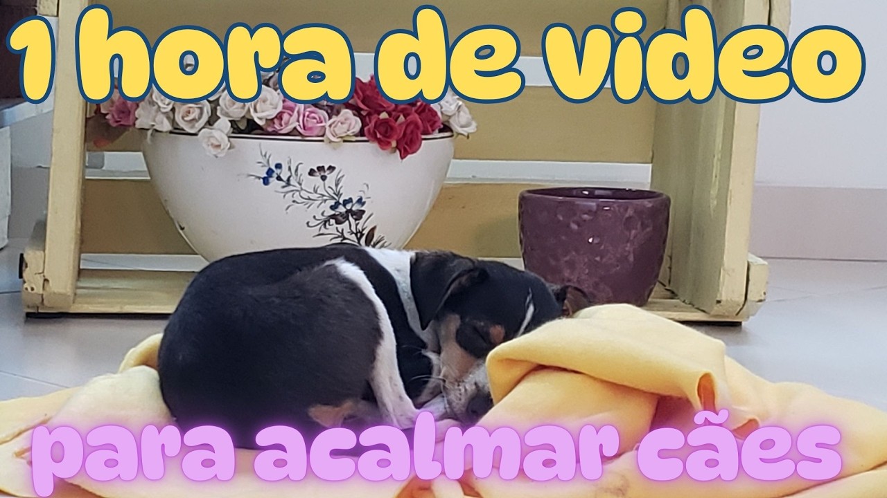 1 hora de vídeo e música para acalmar 🐶 cães!!!