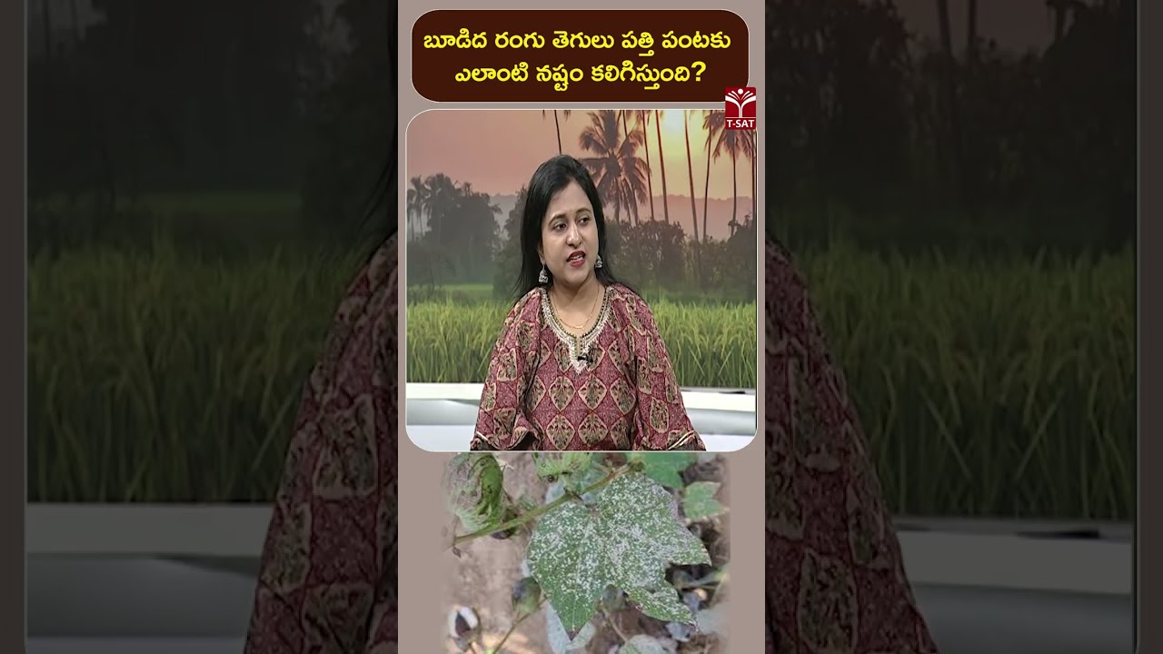 బూడిద రంగు తెగులు పత్తి పంటకు  ఎలాంటి నష్టం కలిగిస్తుంది ? | T-SAT