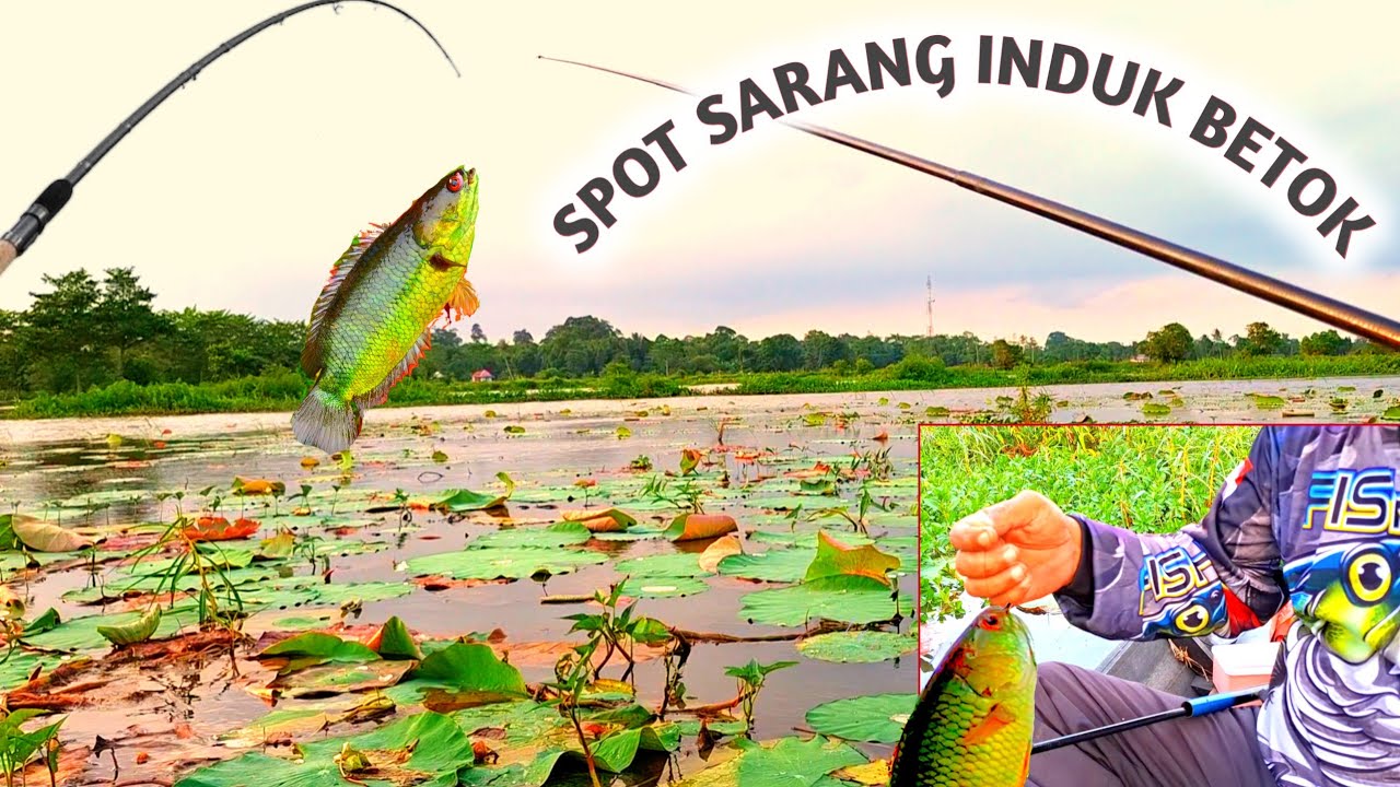 Spot sarang induk ikan betok