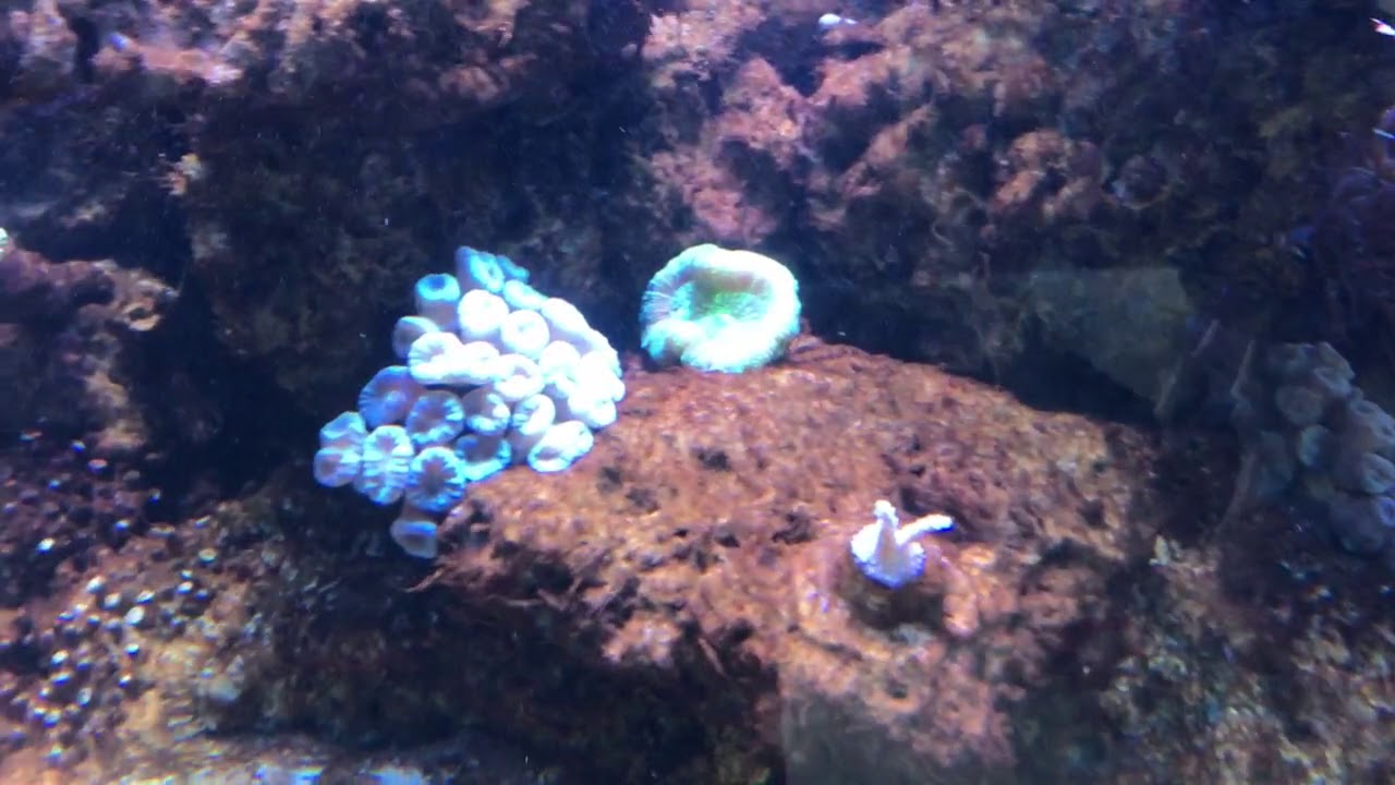 Growing brown reef slime