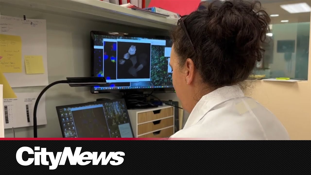 Montreal discovery brings us closer to curing HIV