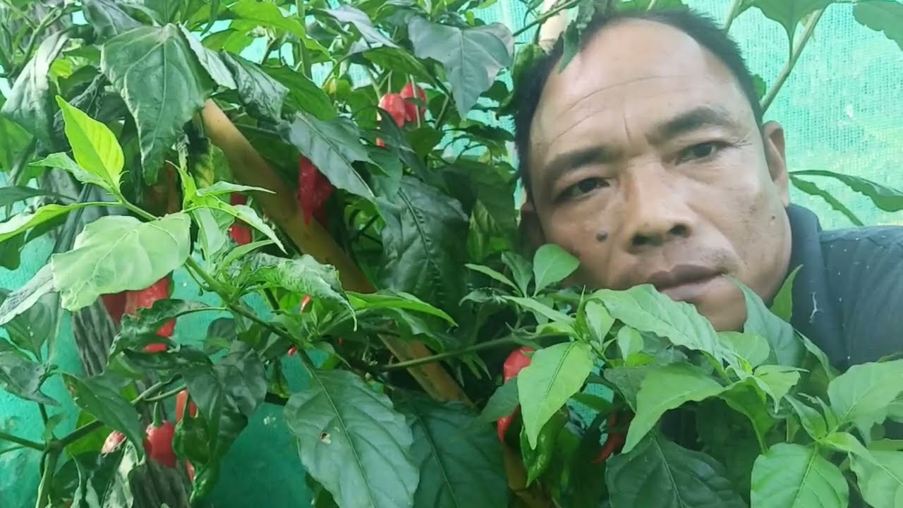 King chilli thar theih zat leh tihnulat leh dan(Yield & Regeneration)