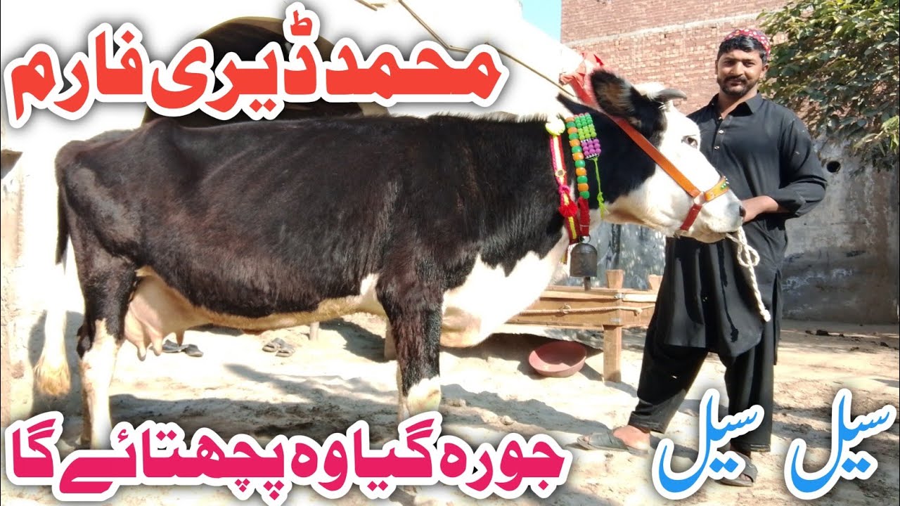 Muhammad Dairy Farm Jarsey Fresian Australian Fresian Cholistani cross breed cows ! Ali Best 