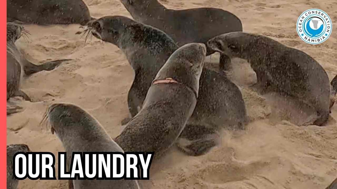 Saving a Seal from a Cotton Noose