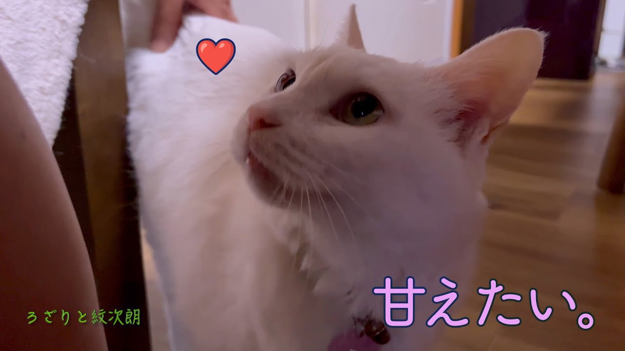 【こんなに違う？】個々の甘えかた　ろざりと紋次朗の日常#14