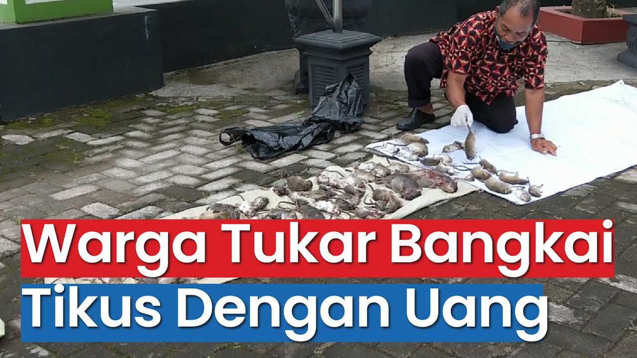 Warga Salamrejo Trenggalek Bawa Bangkai Tikus Ke Balai Desa, Pulang Dapat Uang