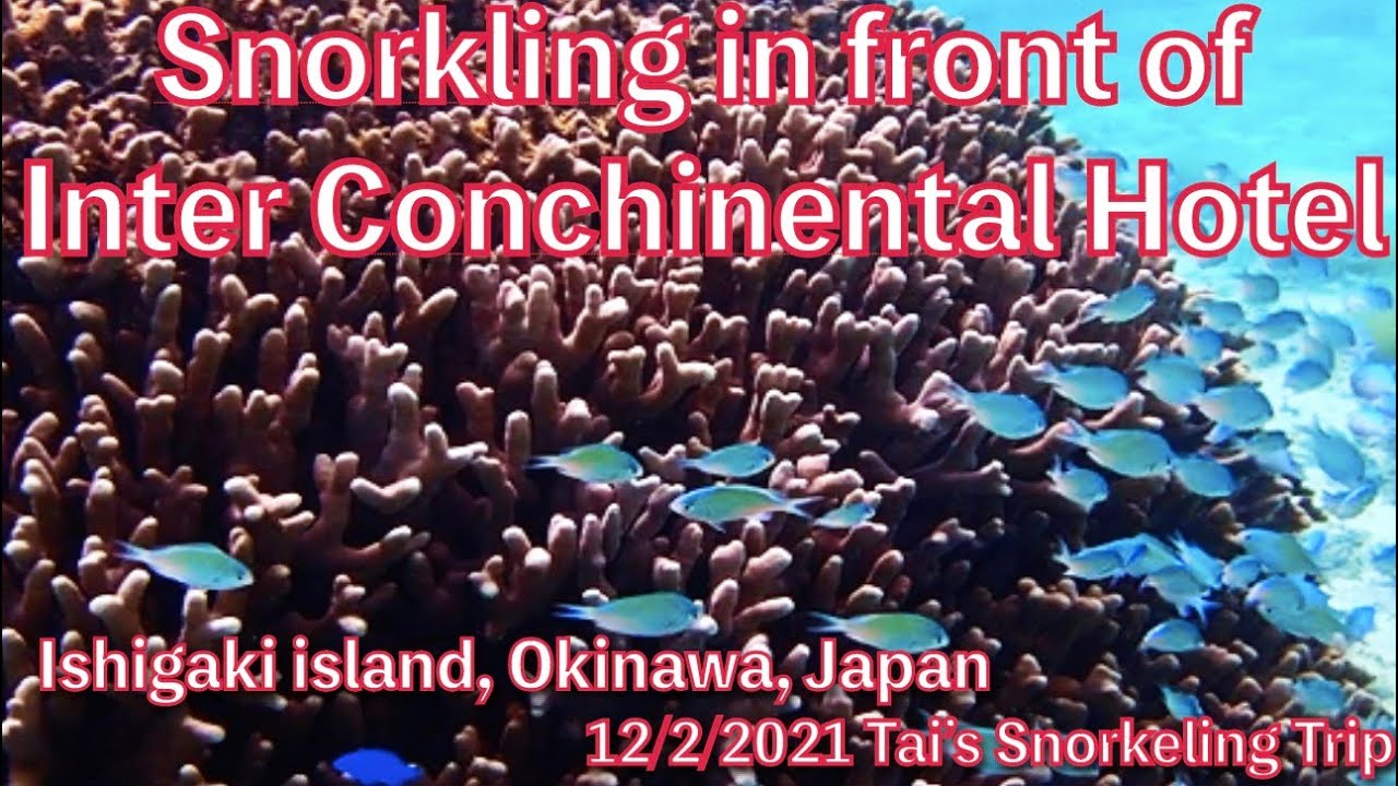 【#18 Tai’s Snorkeling Trip】Snorkeling In front of Inter Continental Hotel, Ishigaki island, Okinawa