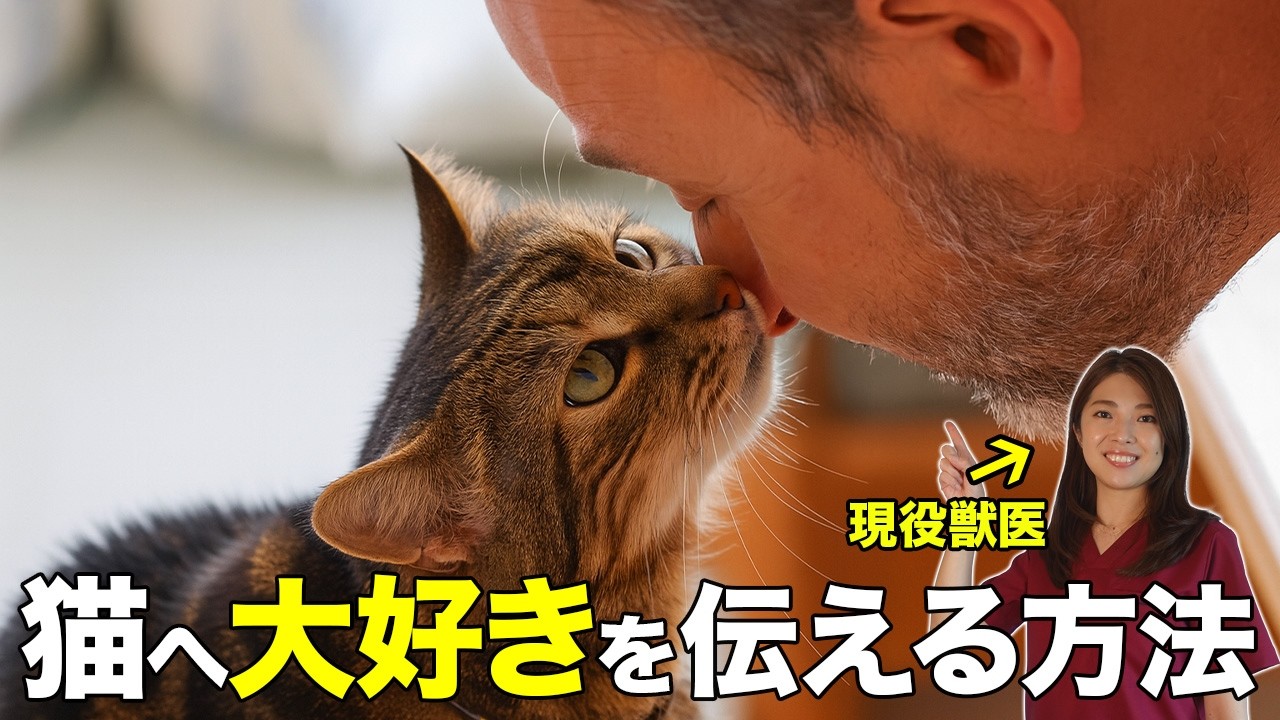 愛するネコちゃんに愛を伝える、10の方法