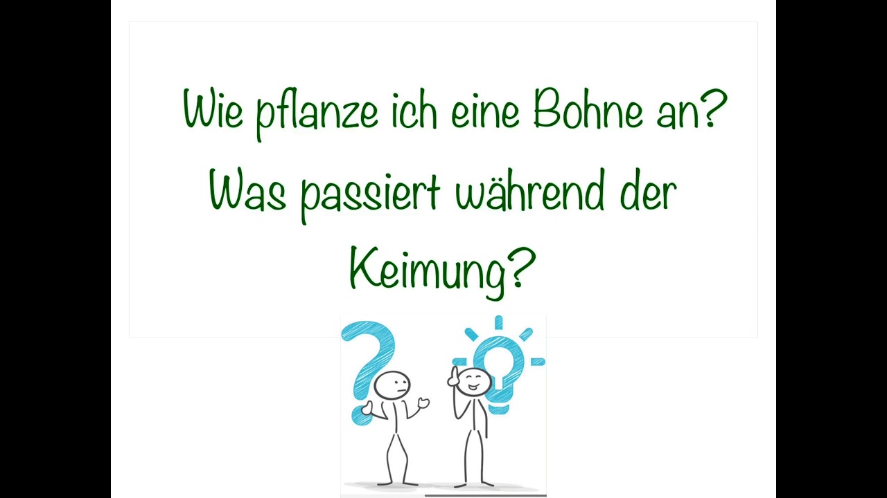 Keimung einer Bohne | Sch&uuml;lervideo