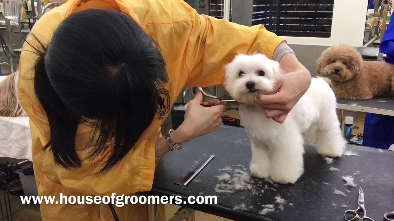 House of Groomers - Scissoring Maltese
