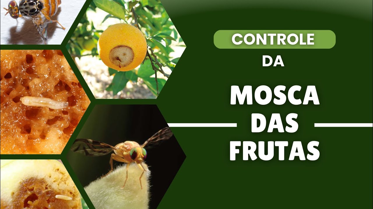 Como controlar a mosca das frutas!
