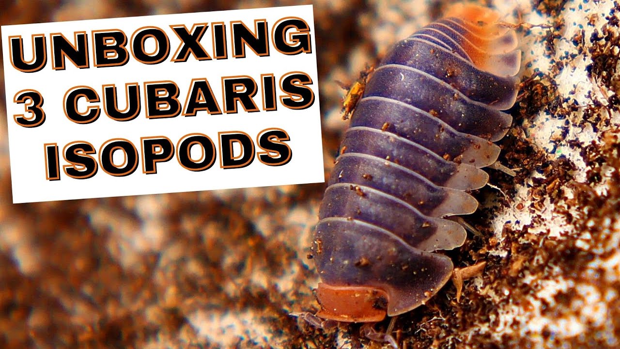 Unboxing Isopods  |  Cubaris sp Isopods