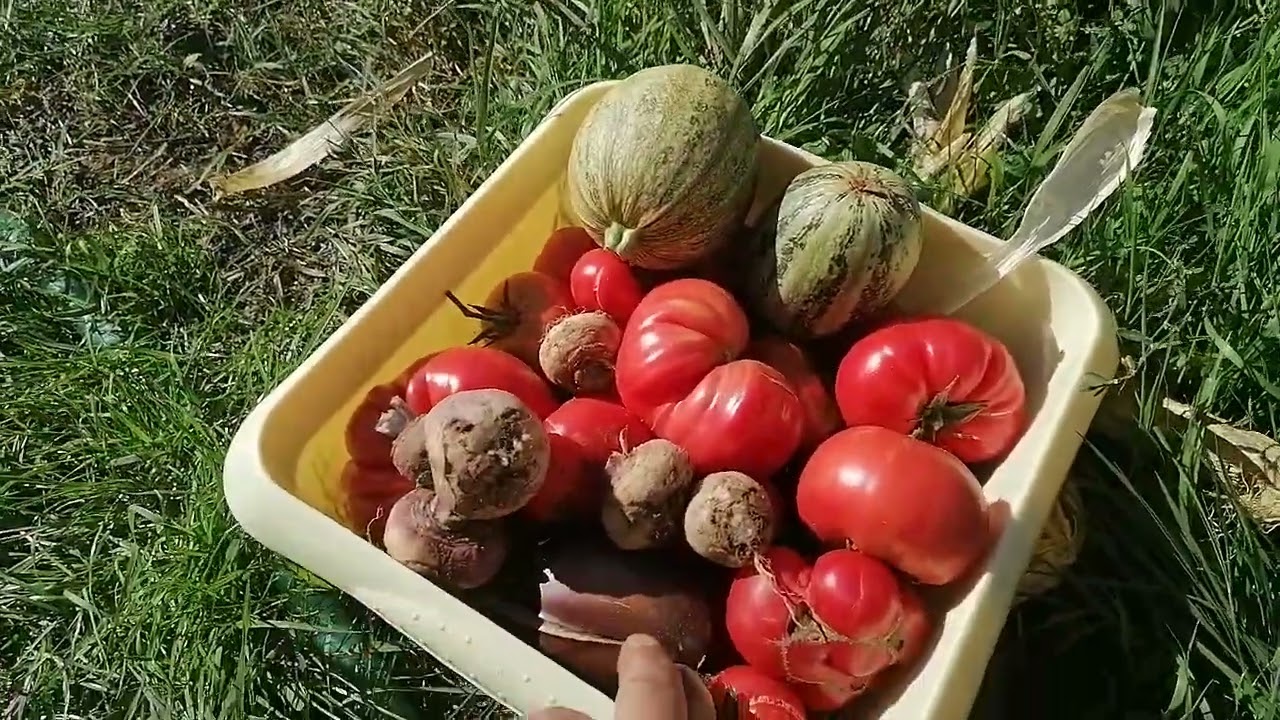 Tour du potager le 17 Septembre 2022