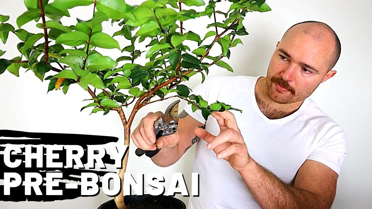 Repotting a Brazilian Cherry Pre-Bonsai | Surinam Cherry