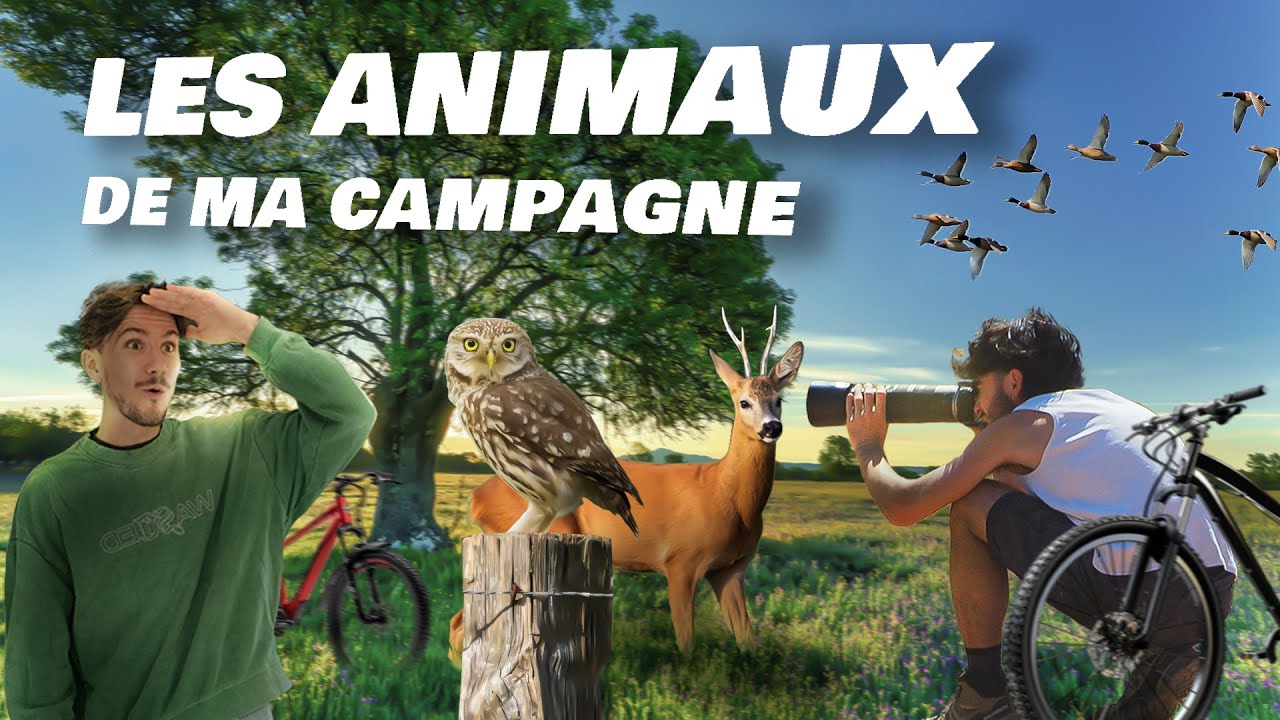Ces animaux vivent dans nos CAMPAGNES !! Avec @Dorian TD