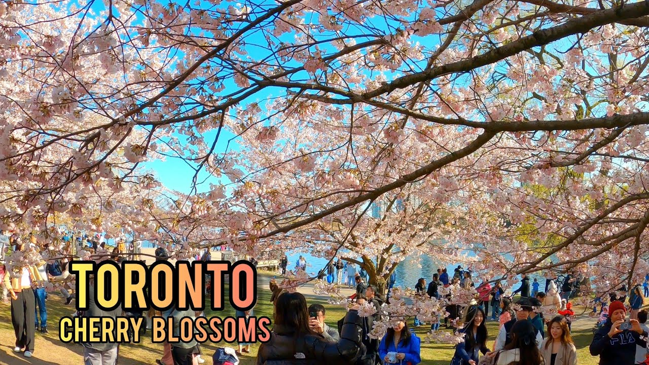 Toronto High Park Cherry Blossom Downtown walking Tour 4K Canada