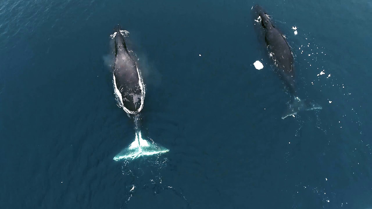 Whales in West Greenland
