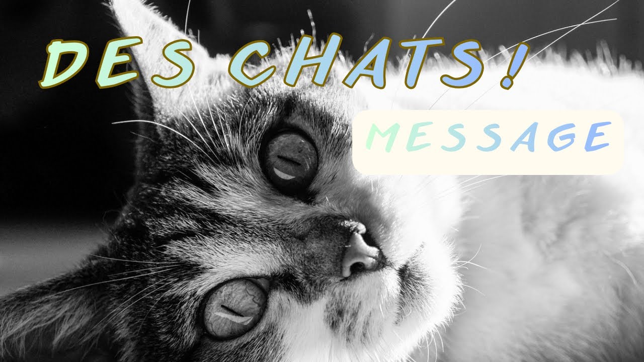 🐈‍⬛ MESSAGE DES CHATS 🐈‍⬛ Choisissez une carte 😉 4 CHOIX 