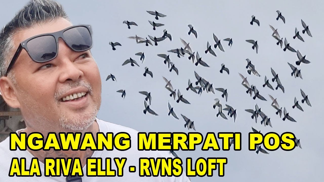 Ngawang Burung Merpati Pos Ala Riva Elly RVNS Loft