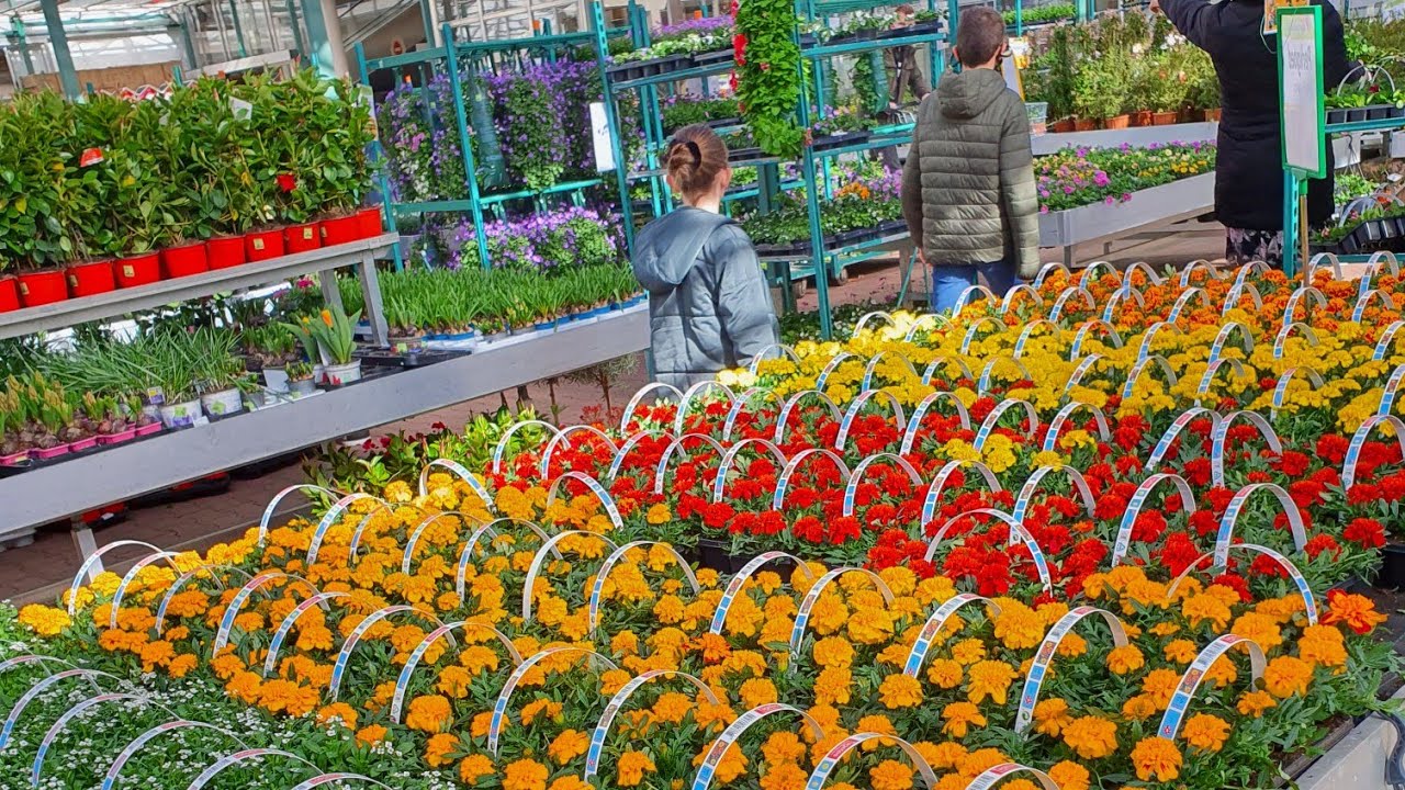 Цветочный  рай в Нидерландах магазин  Oosterik.