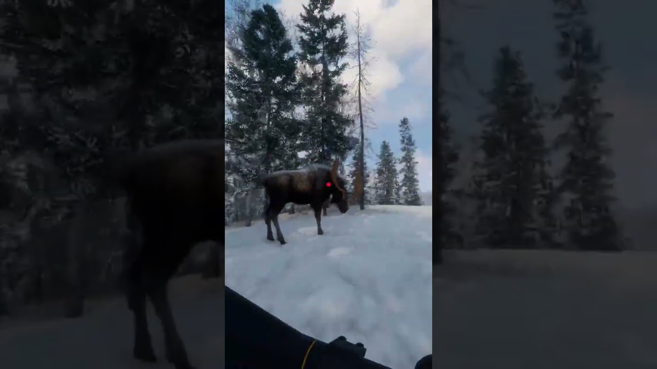 #cotw #gaming #gamer #cotwclips #gameplay #videogameplayer #xboxgamer #xbox #hunting #moosebaby
