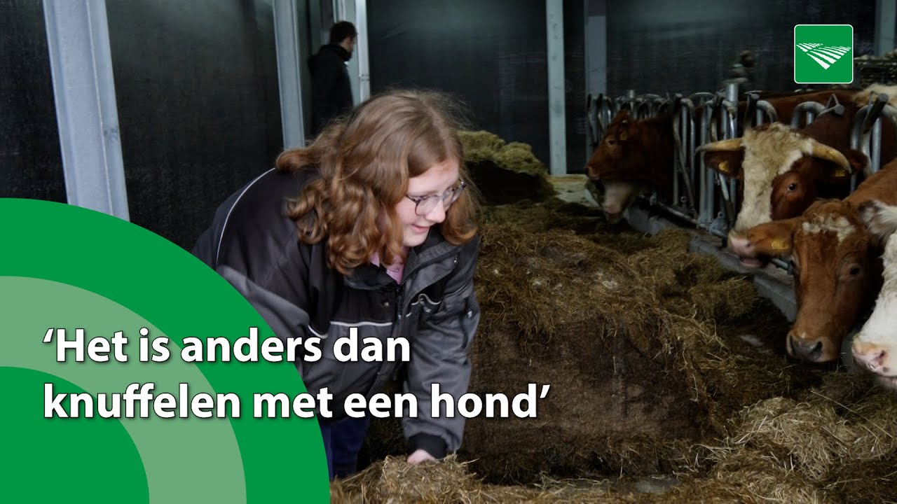 Zorg tussen de koeien in potstal van zorgboerderij Blommendal