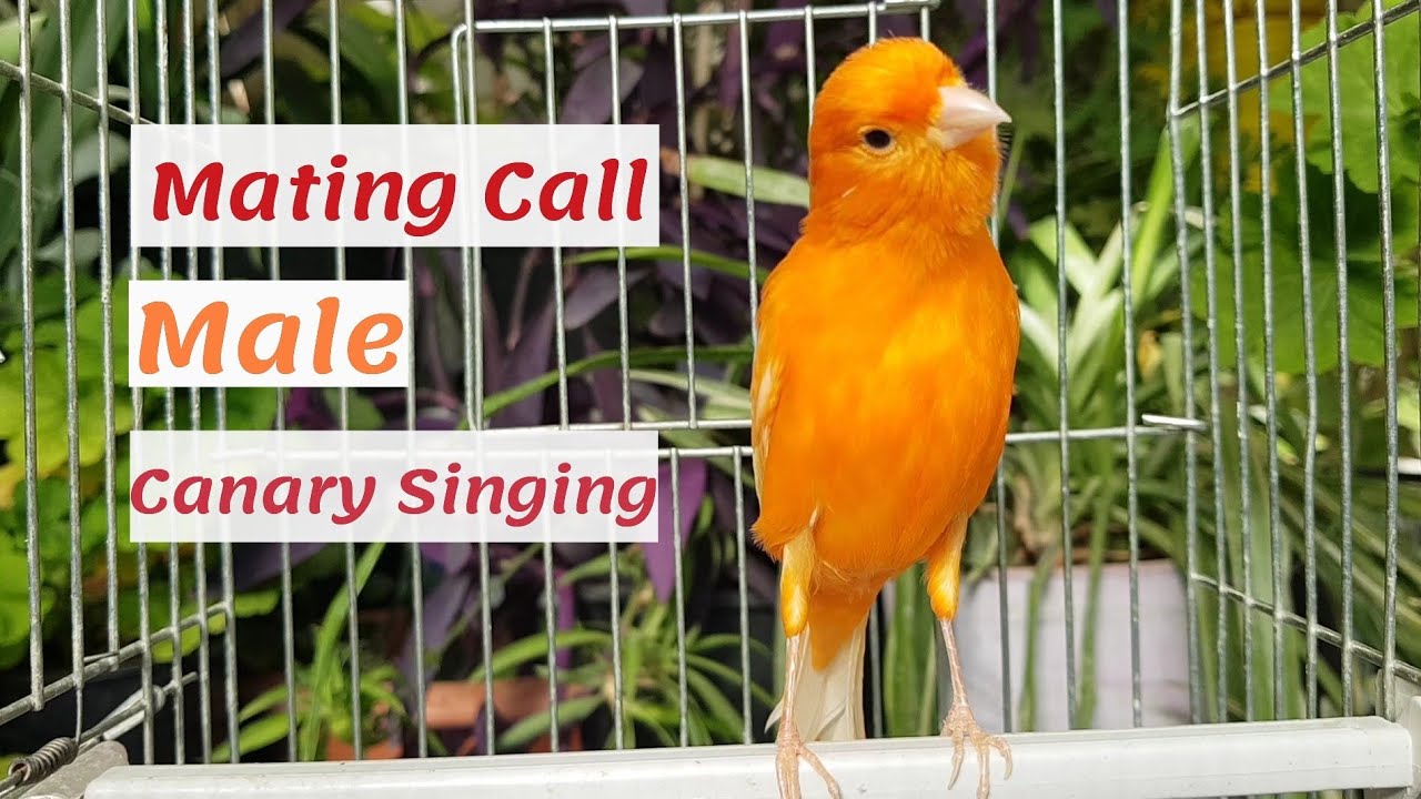 Best Mating Call Male canary calling female Red Factor Live HD Singing for training