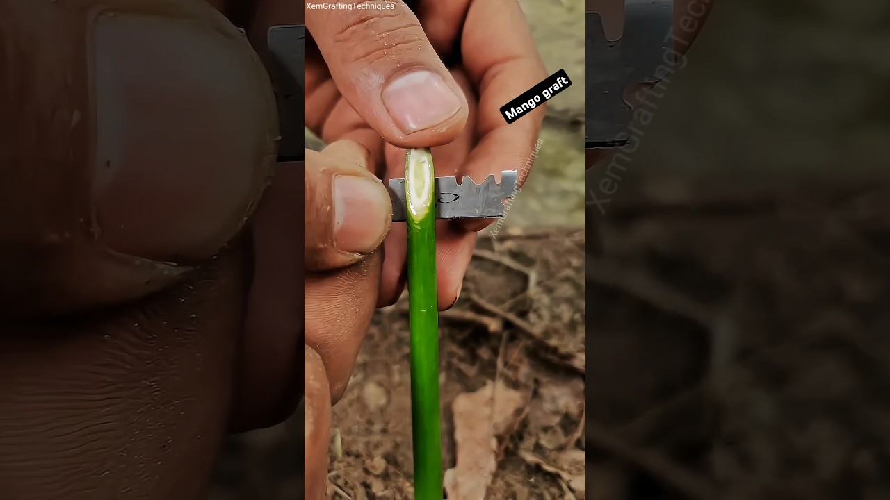 Success grafting Mango tree ||How to graft Mango plants #grafting #fruittrees