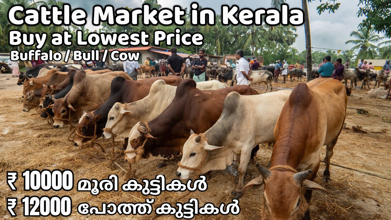 ലക്ഷങ്ങൾ വിലയുളളത് ആയിരങ്ങൾക്ക് വാങ്ങാം | Cattle market in Kerala | livestock | Buffalo | Bull | Cow