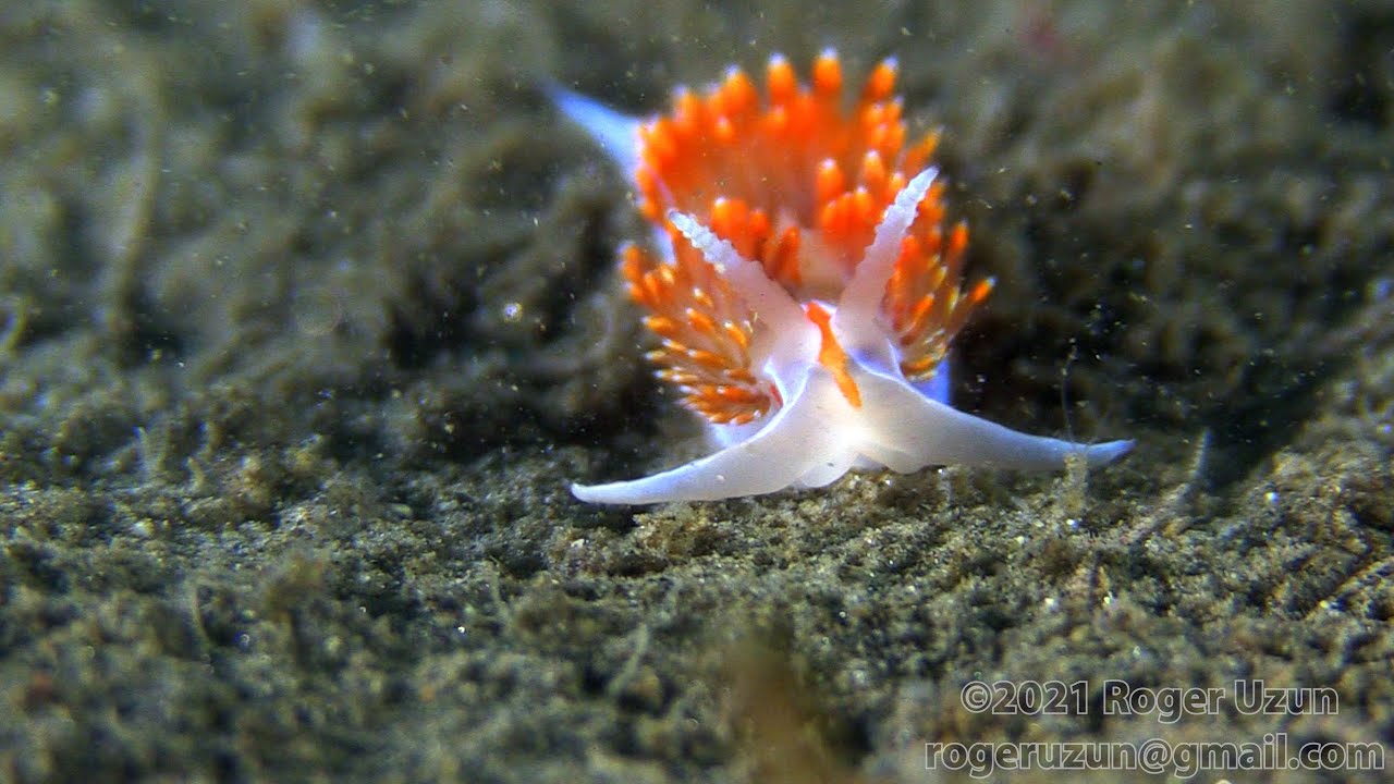 HDObservations : Hermissenda Nudibranch (4K UHD)