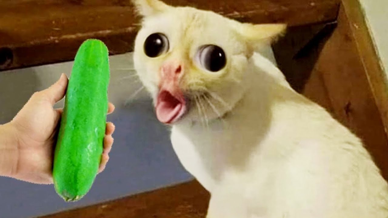 Ты смеёшься — ты проиграл 🤣🤣 Самые смешные кошки и собаки 2025 😹