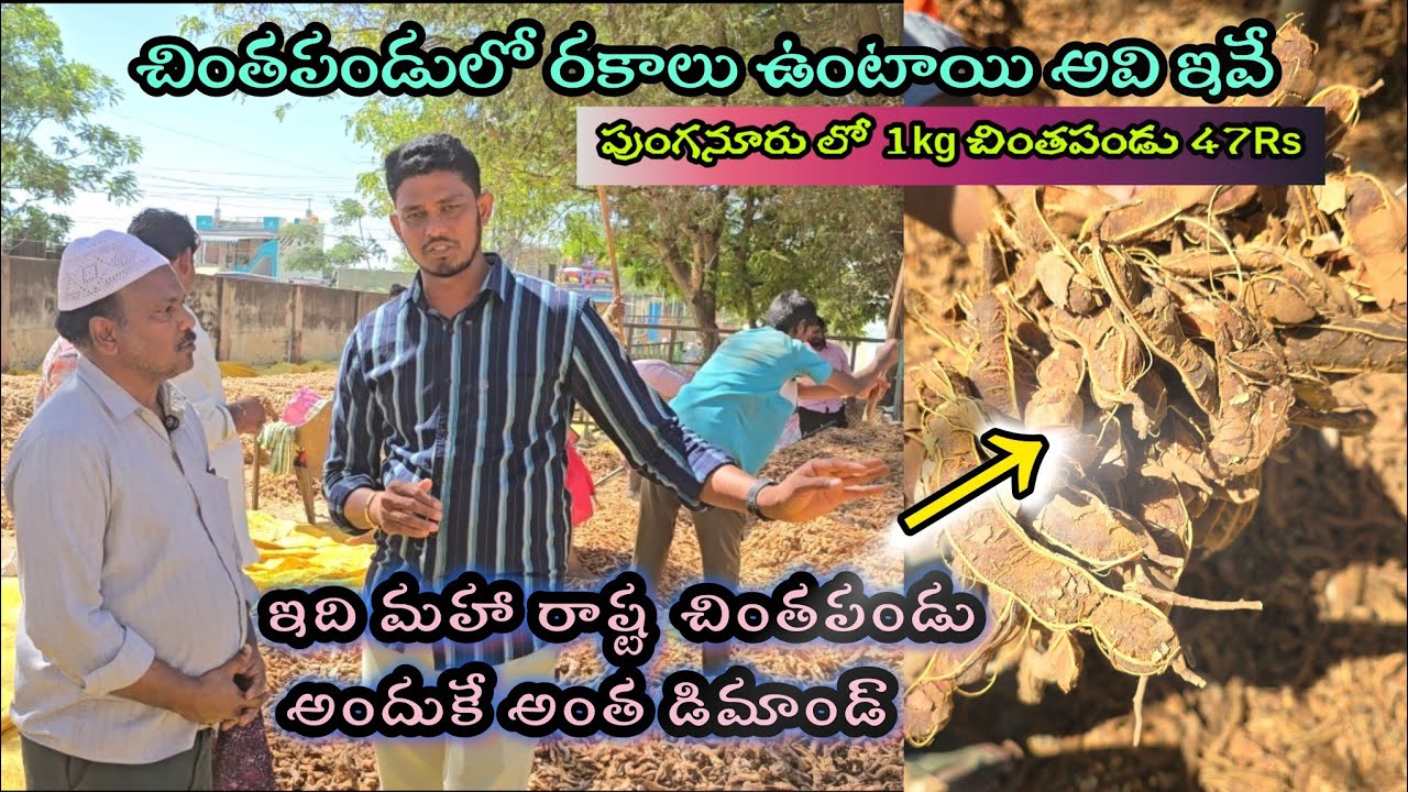 ఈ చింతపండు కి డిమాండ్ ఎక్కువ #pulivendulahari #trending #viralvideos #viral #trendingpost 