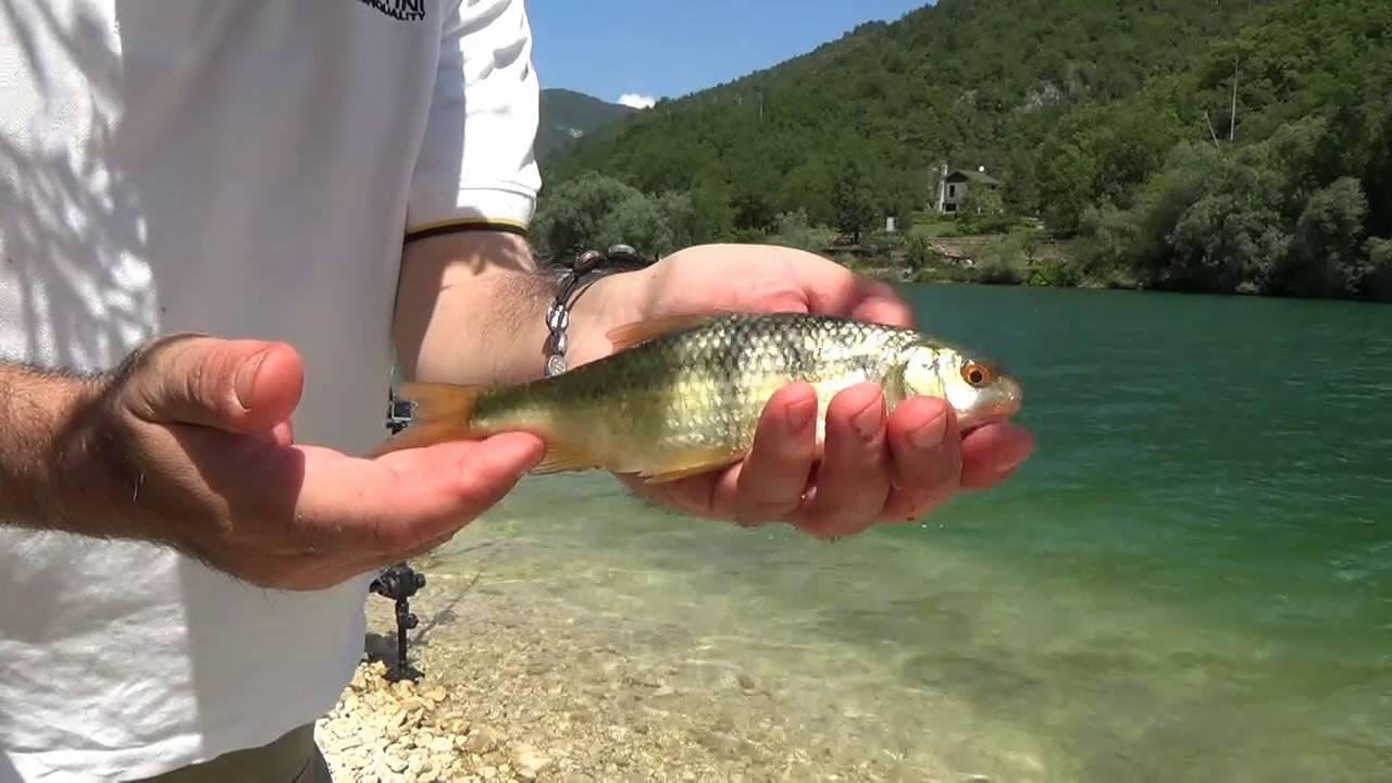 VIDEO TUTORIAL FEEDER FISHING AL LAGO DI SCANNO