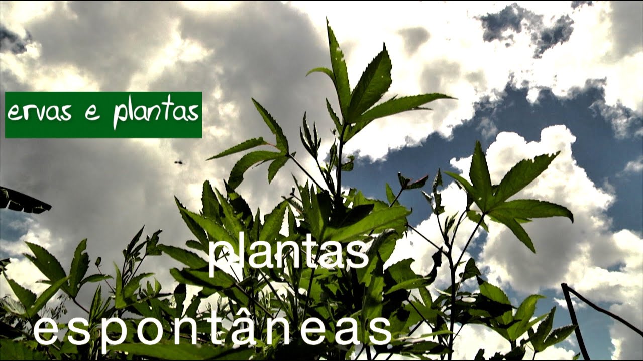 Ervas e Plantas | Utilização do jaraqui caá, cominho amazônico e o mastruz