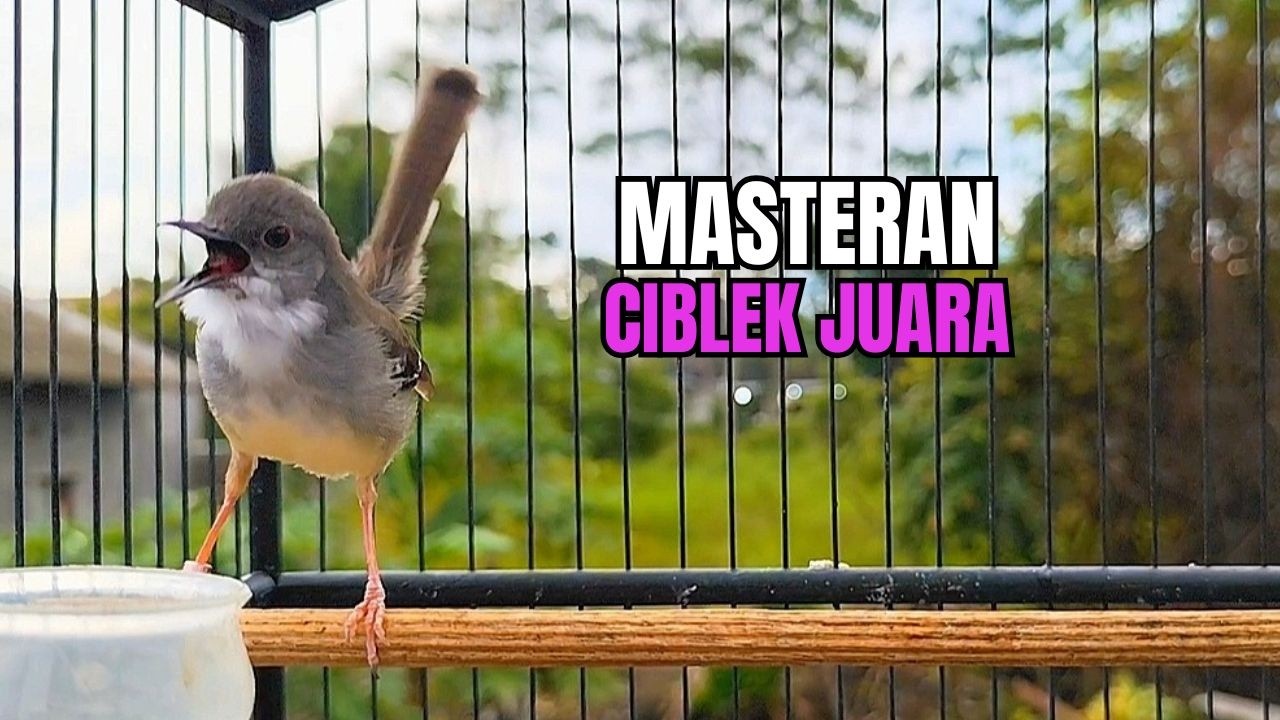 CIBLEK GACOR NGEBREN variasi melimpah buat Pancingan Ciblek Semi bahan jadikan ciblek kristal gacor