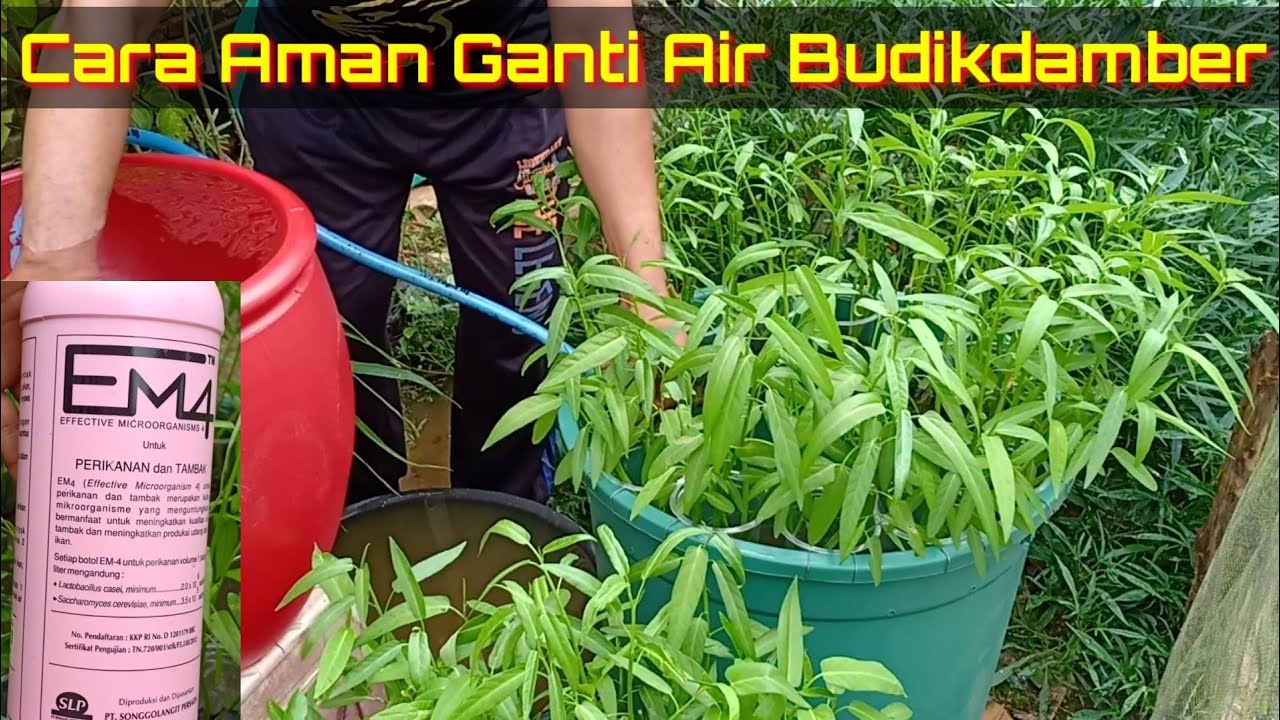 Cara Aman Mengganti Air Budikdamber Lele