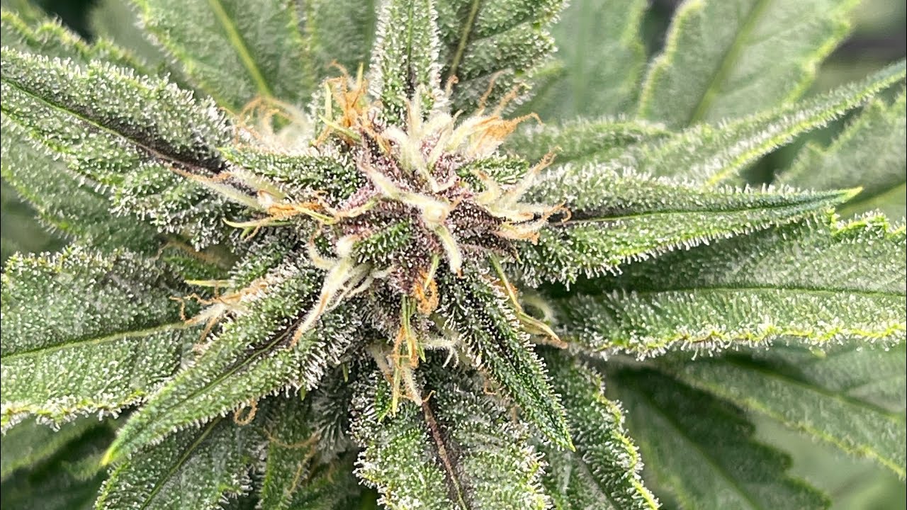 AUTOFLOWERS 3X3 GROW SERIES AT WEEK 4 IN FLOWER