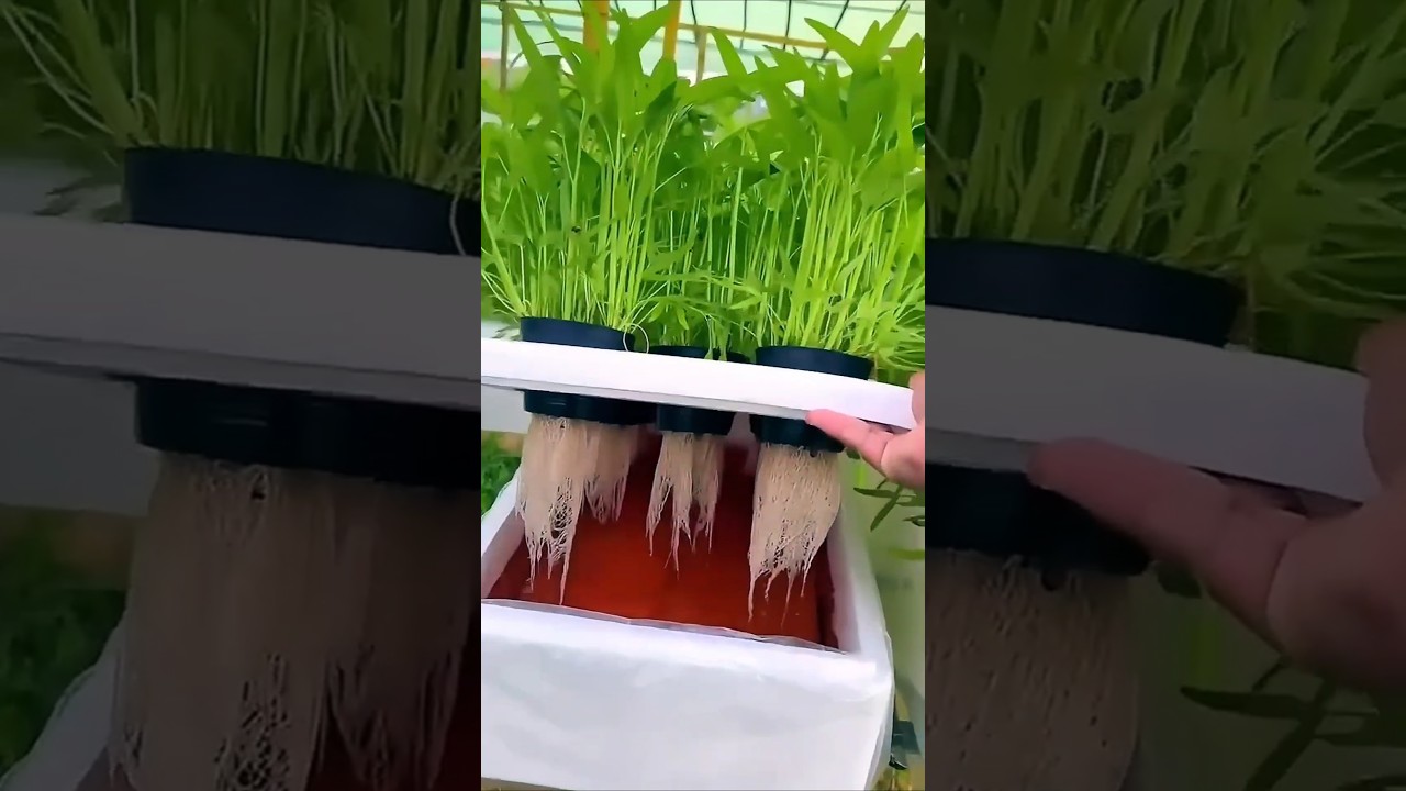 Grow plant without soil