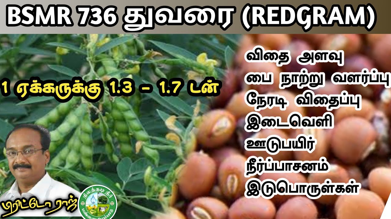 BSMR 736 துவரை சாகுபடி | விதைப்பு, பாசனம், ஊடுபயிர், இடுபொருள்| BSMR 736 REDGRAM Farming in Tamil